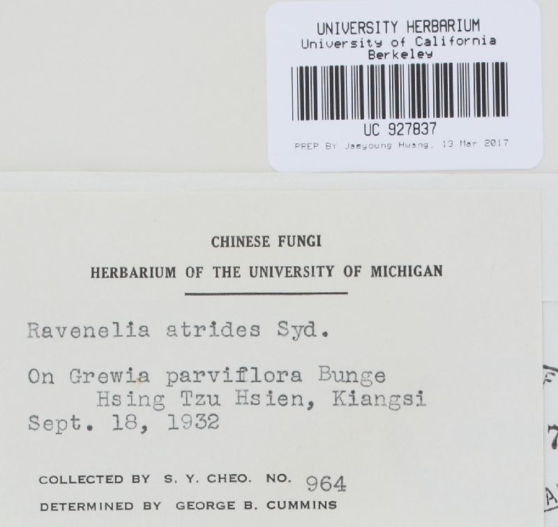 Ravenelia atrides image