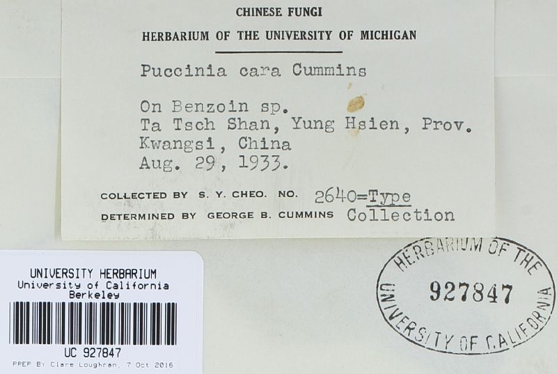Puccinia cara image