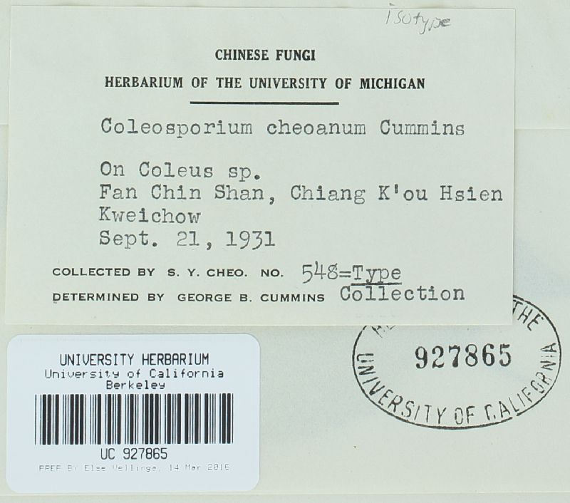 Coleosporium cheoanum image