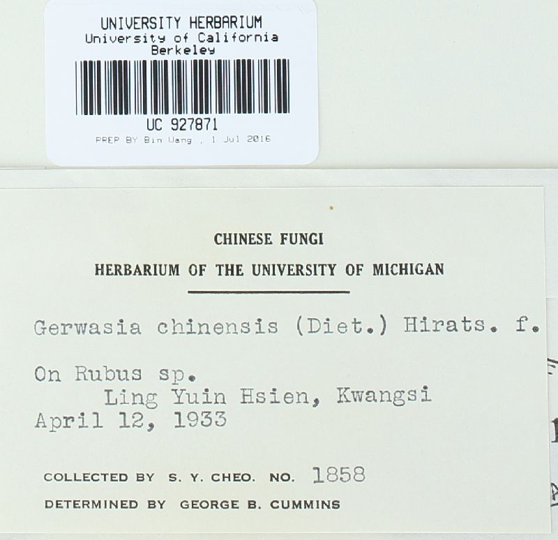 Gerwasia chinensis image