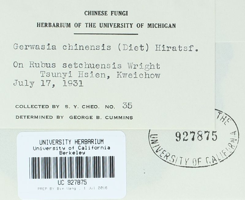 Gerwasia chinensis image