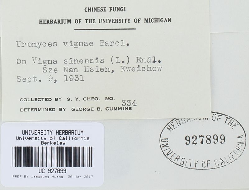 Uromyces vignae image