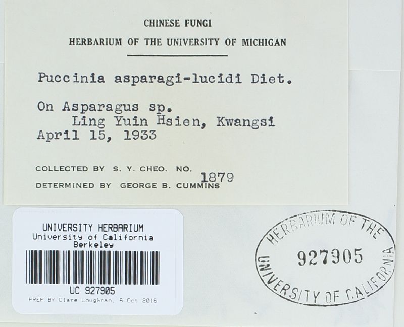 Puccinia asparagi-lucidi image