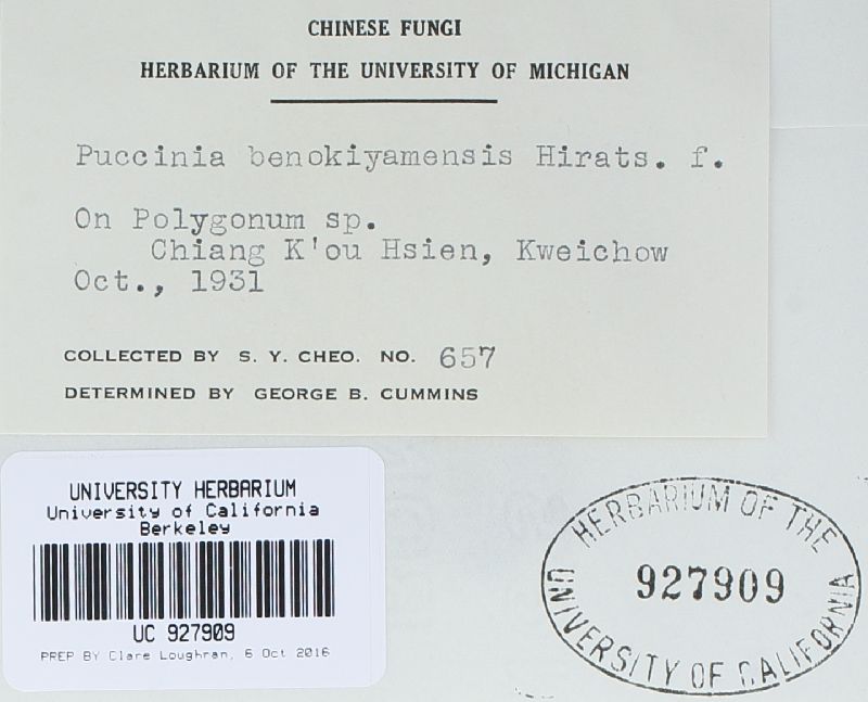 Puccinia benokiyamensis image