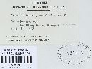 Puccinia benokiyamensis image