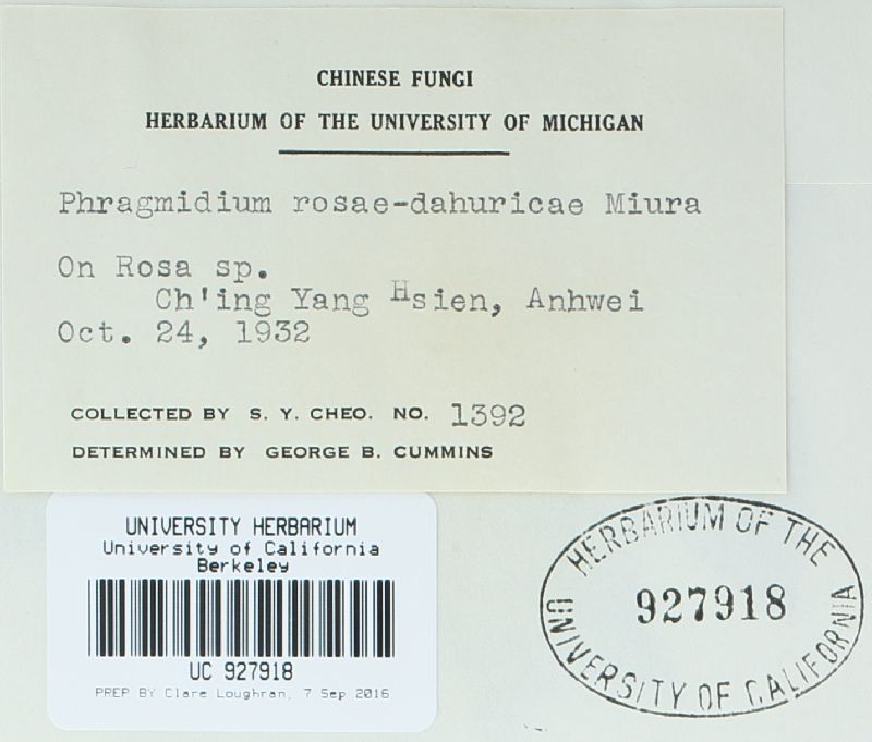 Phragmidium rosae-dahuricae image
