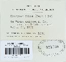 Uromyces viciae-fabae var. viciae-fabae image