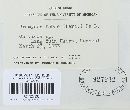 Uromyces viciae-fabae var. viciae-fabae image