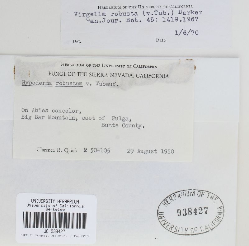 Virgella robusta image