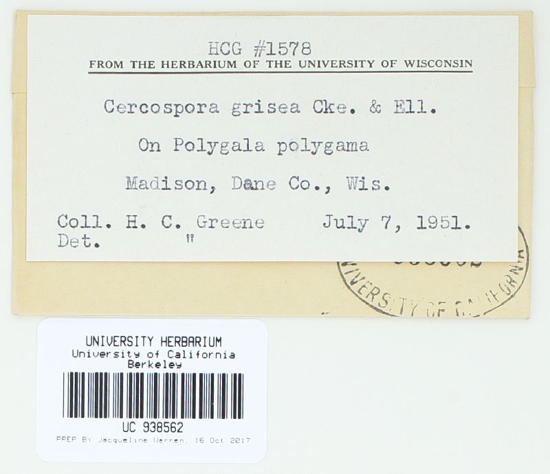 Cercospora grisea image