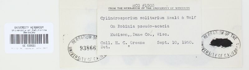 Cylindrosporium solitarium image