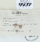 Cerrena unicolor image