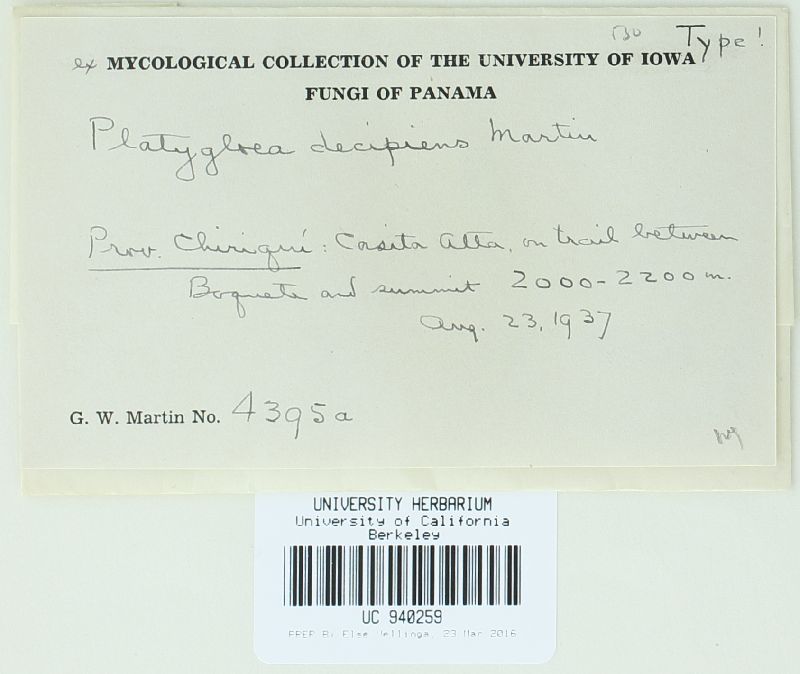 Platygloea decipiens image