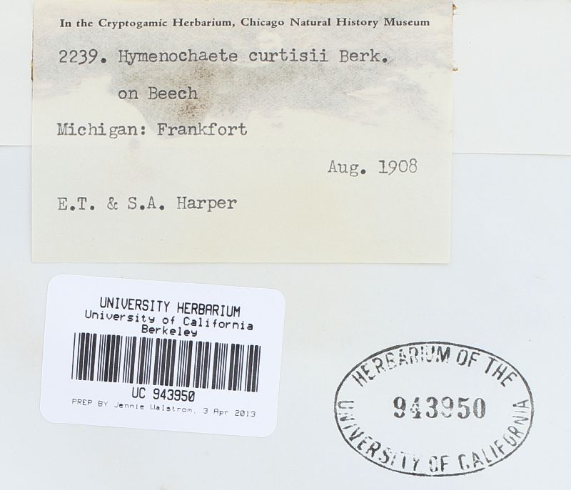 Hymenochaete curtisii image