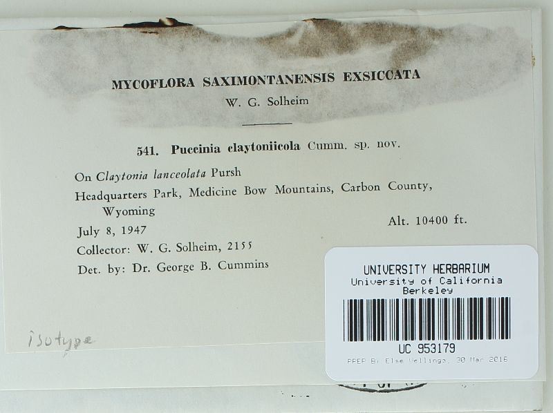 Puccinia claytoniicola image