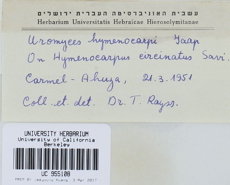 Uromyces hymenocarpi image