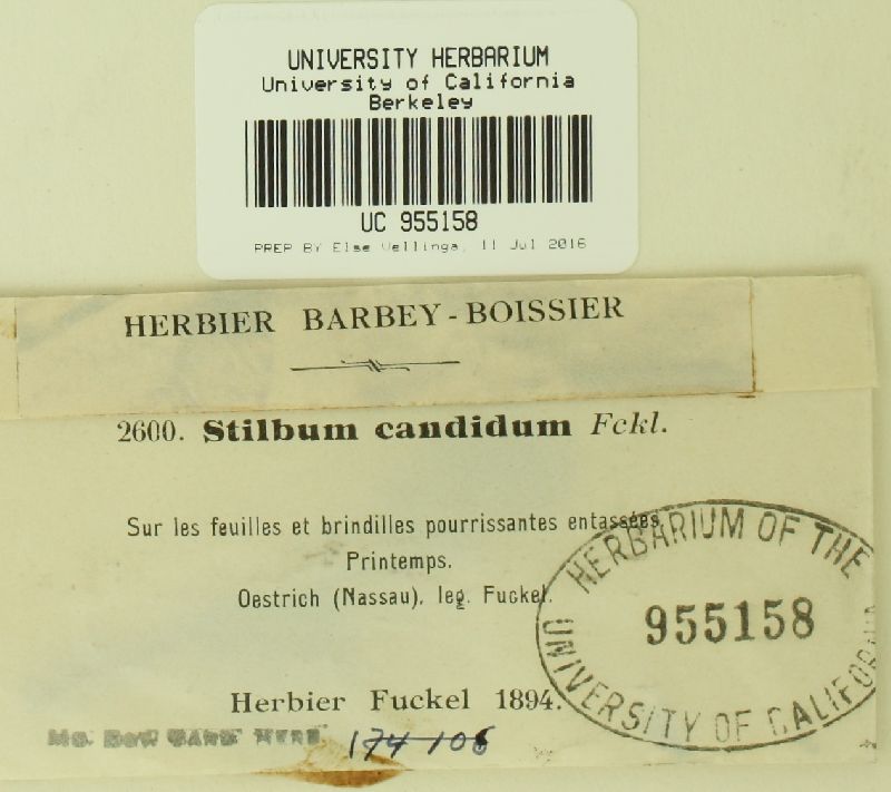 Stilbum candidum image