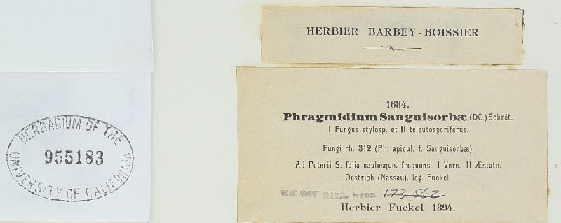 Phragmidium sanguisorbae image