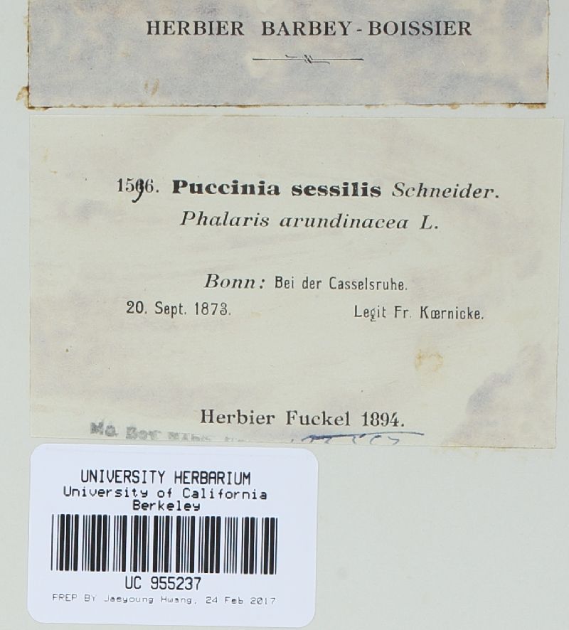 Puccinia sessilis var. sessilis image