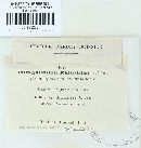 Phragmidium rubi-idaei image