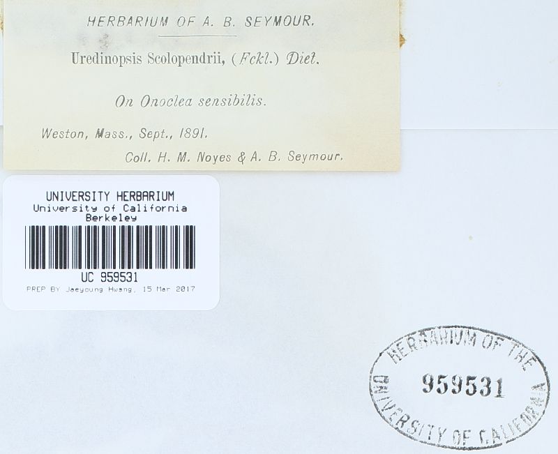 Uredinopsis image