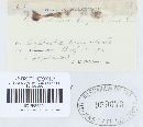 Uromyces euphorbiae image