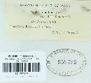 Coleosporium asterum image