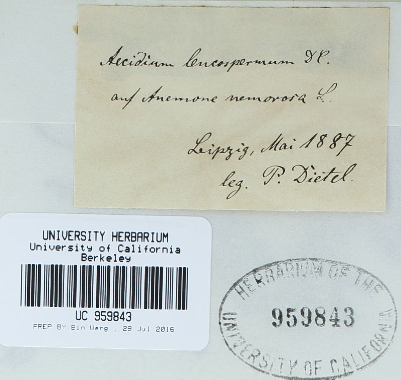 Ochropsora ariae image