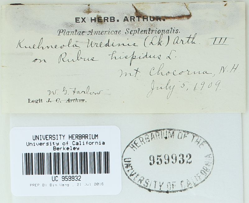 Kuehneola uredinis image