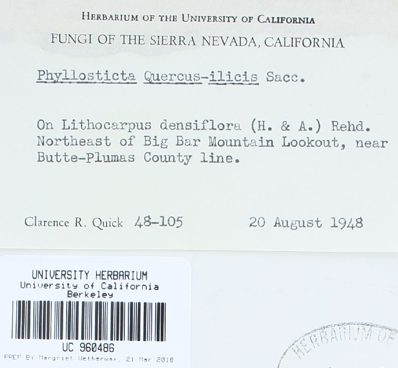 Phyllosticta quercus-ilicis image