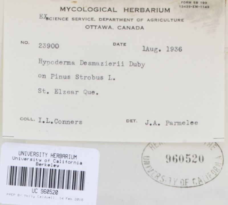 Meloderma desmazieri image