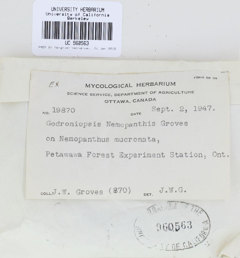 Godroniopsis nemopanthis image