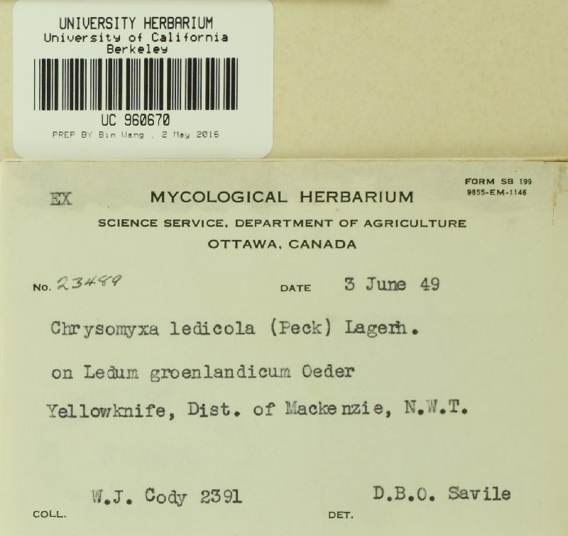 Chrysomyxa ledicola image