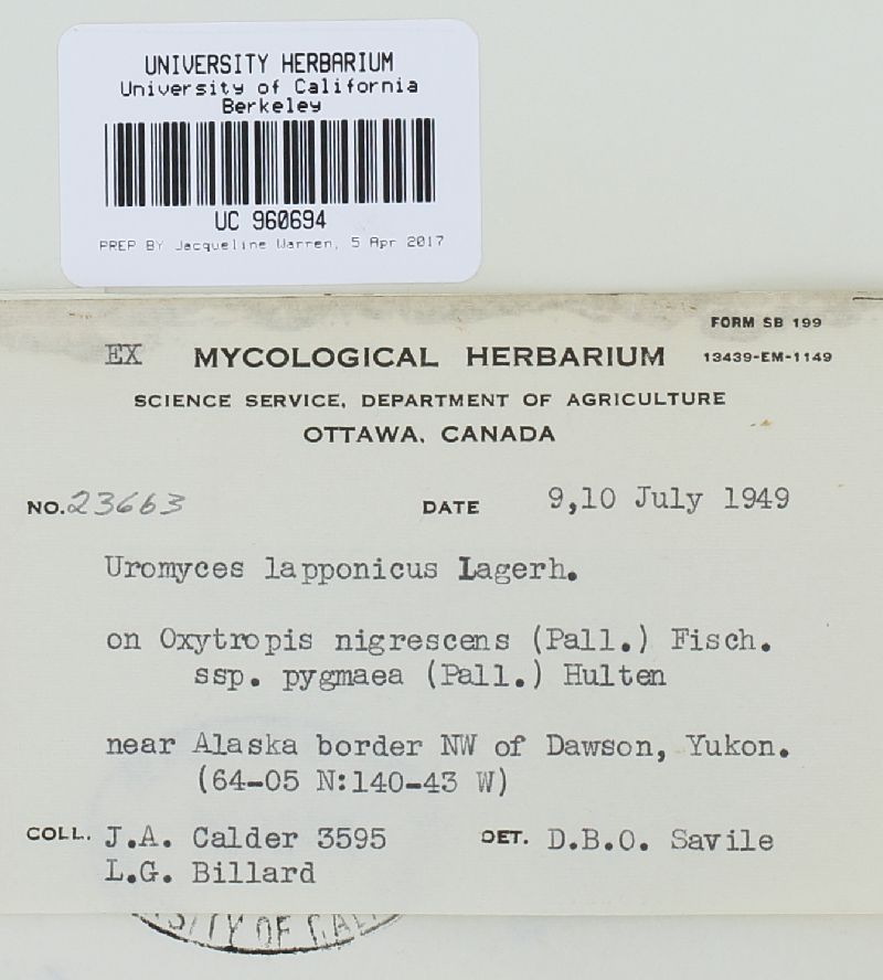 Uromyces lapponicus image