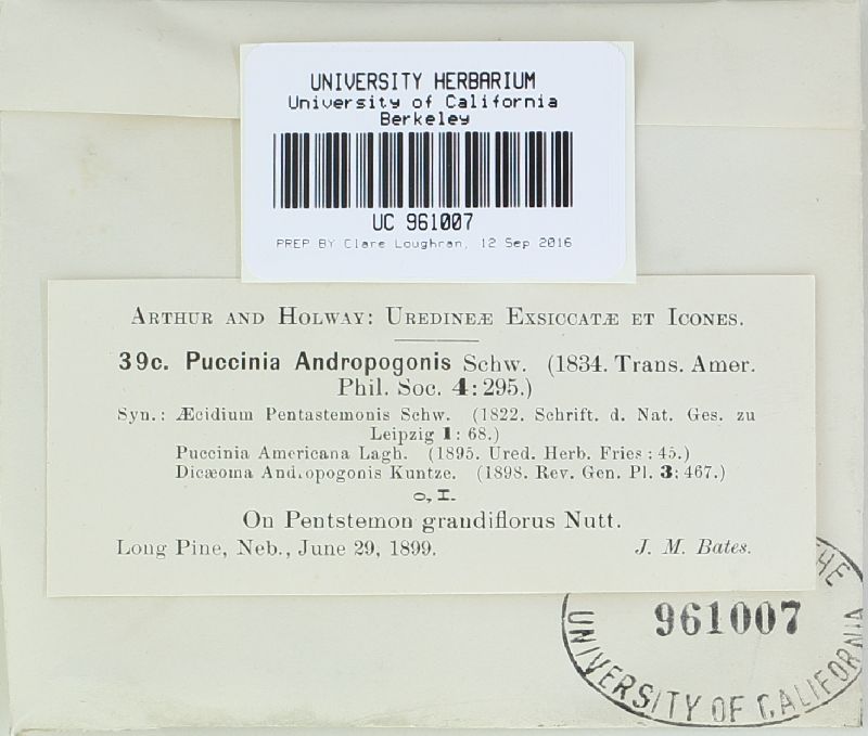 Puccinia andropogonis var. pentastemonis image