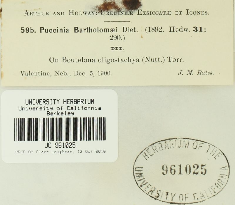 Puccinia chloridis image