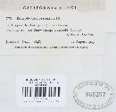 Golovinomyces cynoglossi image