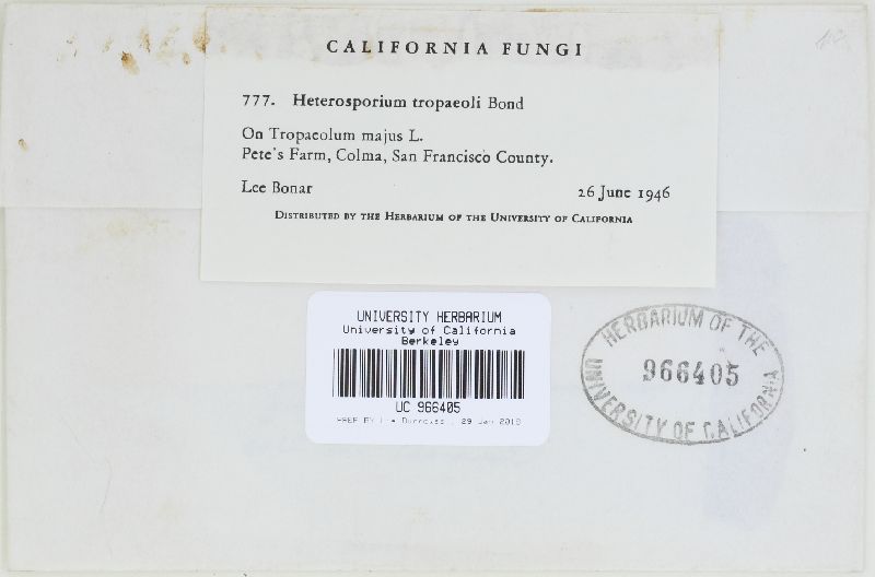 Acroconidiella tropaeoli image