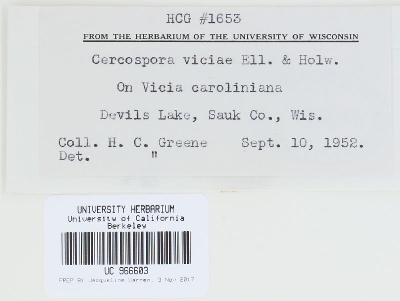 Cercospora zonata image