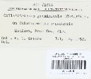 Glomerella graminicola image