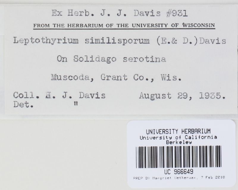 Leptothyrium similisporum image