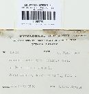 Puccinia arenariae image
