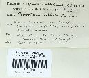 Cronartium ribicola image