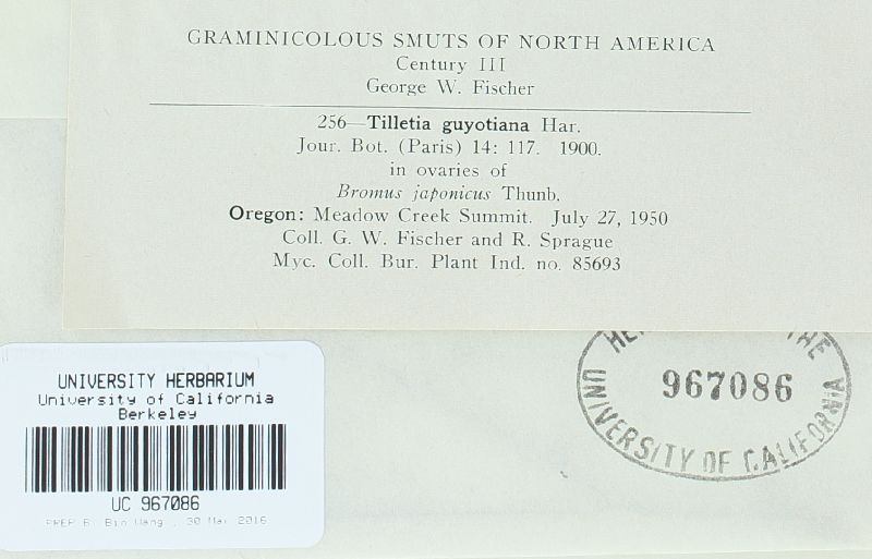 Tilletia bromi image