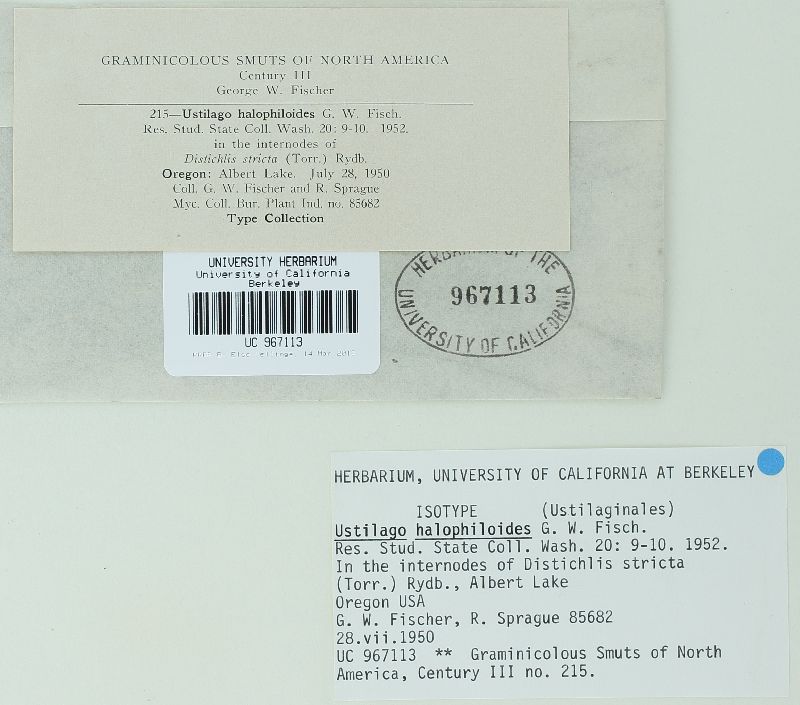 Ustilago halophiloides image