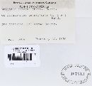 Mollisia cinerea image