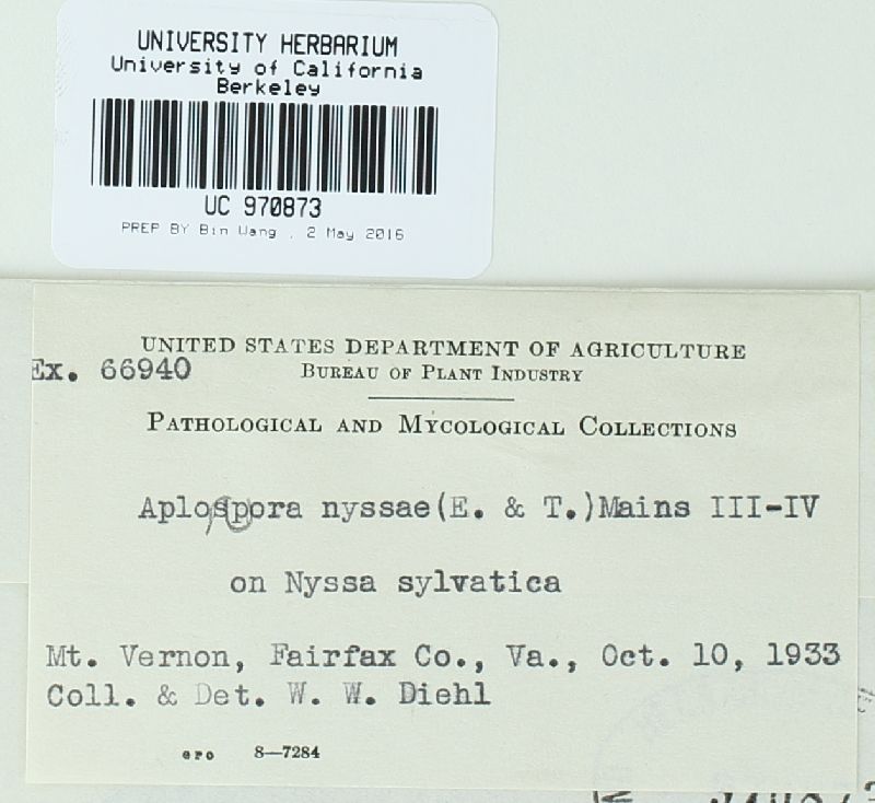 Aplopsora nyssae image