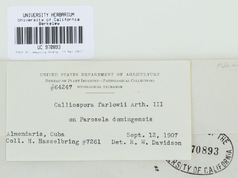 Uropyxis farlowii image