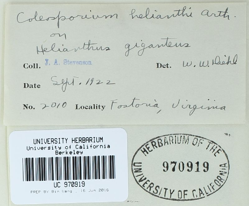 Coleosporium helianthi image