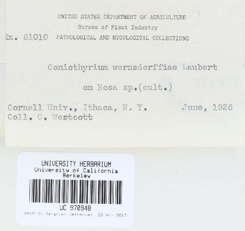Coniothyrium image
